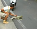 コスタリカで道路を横切ろうとするナマケモノ