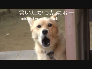 しゃべる愛犬の犬語を翻訳してみたｗ