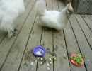 ○芯と葉　その４.AVI