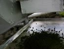 他で出来なかった鰹節汚泥の乾燥テスト 2012.6.3