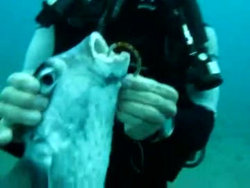 釣り針が刺さったフグを助ける心優しいダイバー