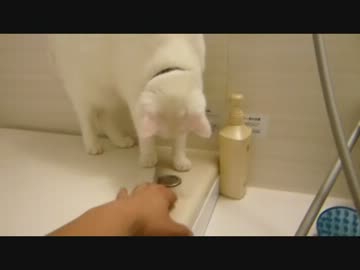 ぬきぬこ