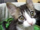 つっぱしる猫その１６　ゴロゴロ鳴ってます