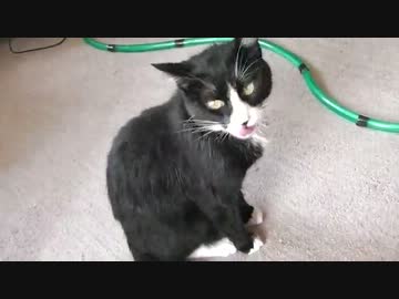 久しぶりにお風呂に入れられて毛づくろいする猫【前編】