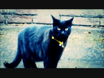 黒ちゃんと黒ちゃん2