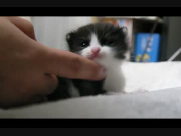 まだ名前もない子猫とふれあってみた