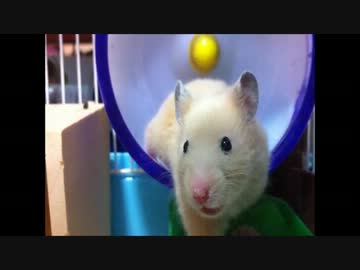 あなたは何秒間笑わず見つめ合っていられるかな？