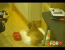 チョコさん撮影中