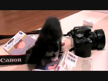くるねこ大和　20120604　あん胡ミニッ胡