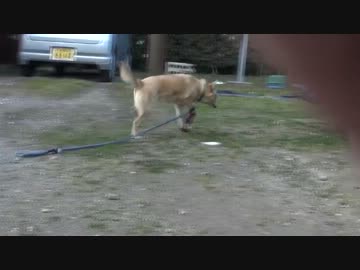 犬にはじめて靴を履かせたらこうなるｗ