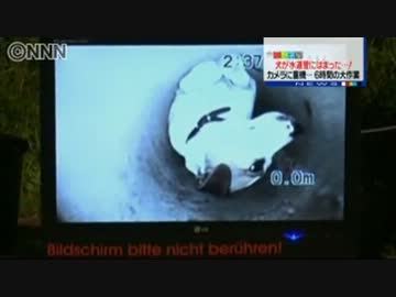 犬が水道管にはまった！６時間超える救出劇