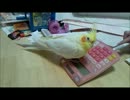 遊ぶオカメインコ