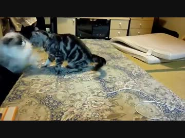 布団の上でスローでまったりとしたぬこバトル　猫