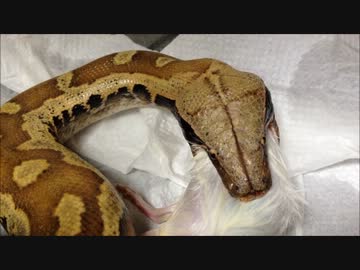 マラヤンブラッドパイソン ちょっとアホの子