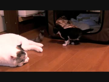 くるねこ大和　猫間商事ベイビーシッターサービス