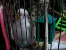 撮影を始めたら動き始めたセキセイインコさん