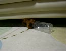 家の犬①