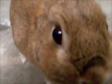 【うさぎ】 物置場で元気に暮らすラビット 【ペット】