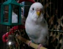 カメラで近づきすぎて怖がられてしまったセキセイインコさん(´･ω･`)