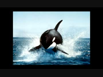 こんにちは～シャチです。　シャチ　2