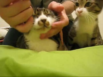 はじめての猫飼い039　～こげの通院～