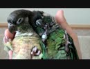 チビハル【ダブルニギコロ Part3】