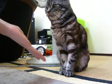 猫のお手