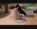 くるねこ大和　20120607 あん胡ちゃん