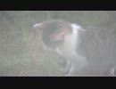 いつもの野良が今日も来た。