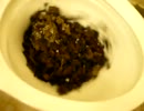 TOTOのトイレに植物を流してみた
