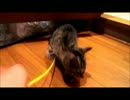 生後2カ月の子猫チビ―気分―
