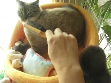 １歩前進！　ジャンくんをブラッシング