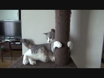 モアレとクリエ 「猫ボクシング（軟式）」