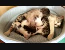 【生後】定点観察テスト【１５日目】