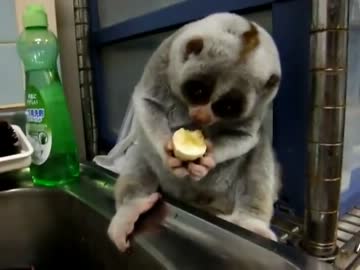 スローロリスくんの観察日記.ump