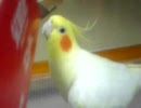 はなお