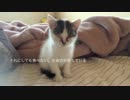 子猫を保護した一ヶ月間の記録