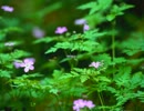 コブクロ　カラオケで桜を歌ってみた