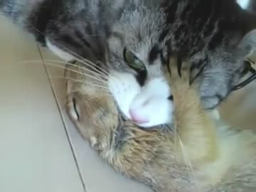 猫とプレーリードッグのラブラブカップル