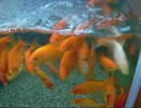 金魚のエサくれダンス