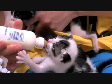 くるねこ大和　20120609 ミニッ胡愚連隊