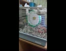 荒ぶるネズミ