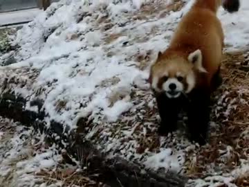 ヒャッホー！雪で荒ぶるレッサーパンダ
