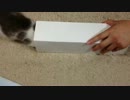 【猫】箱入息子【そら】