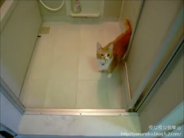 【夜な夜な猫集会】お風呂に入ろうとすると嬉しそうに待ってる茶太郎