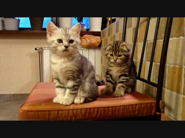 仲良しなスコティッシュフォールドのころころ子猫 【ふあふあ】