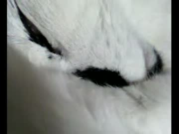ぐっすり寝てる家の猫に・・・