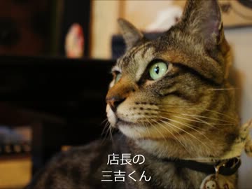 ツンギレのうちの猫に秘密で猫の街に行ってみた