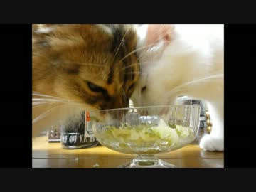 なつめとシオン #8　なつめさんの逆襲！