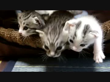 【生後】なんだ、ただの最終猫型兵器か【１７日目】